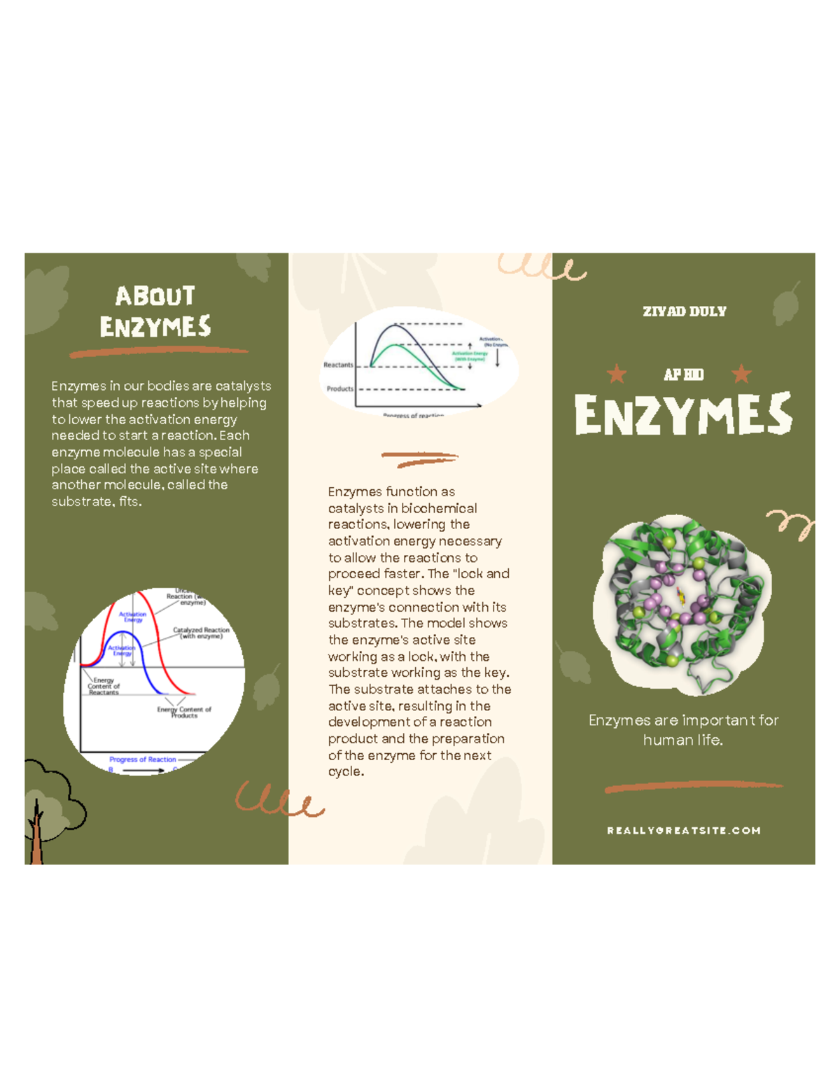 Screenshot 20231208 at 11.33.55 AM ENZYMES ABOUT ENZYMES ZIYAD DULY