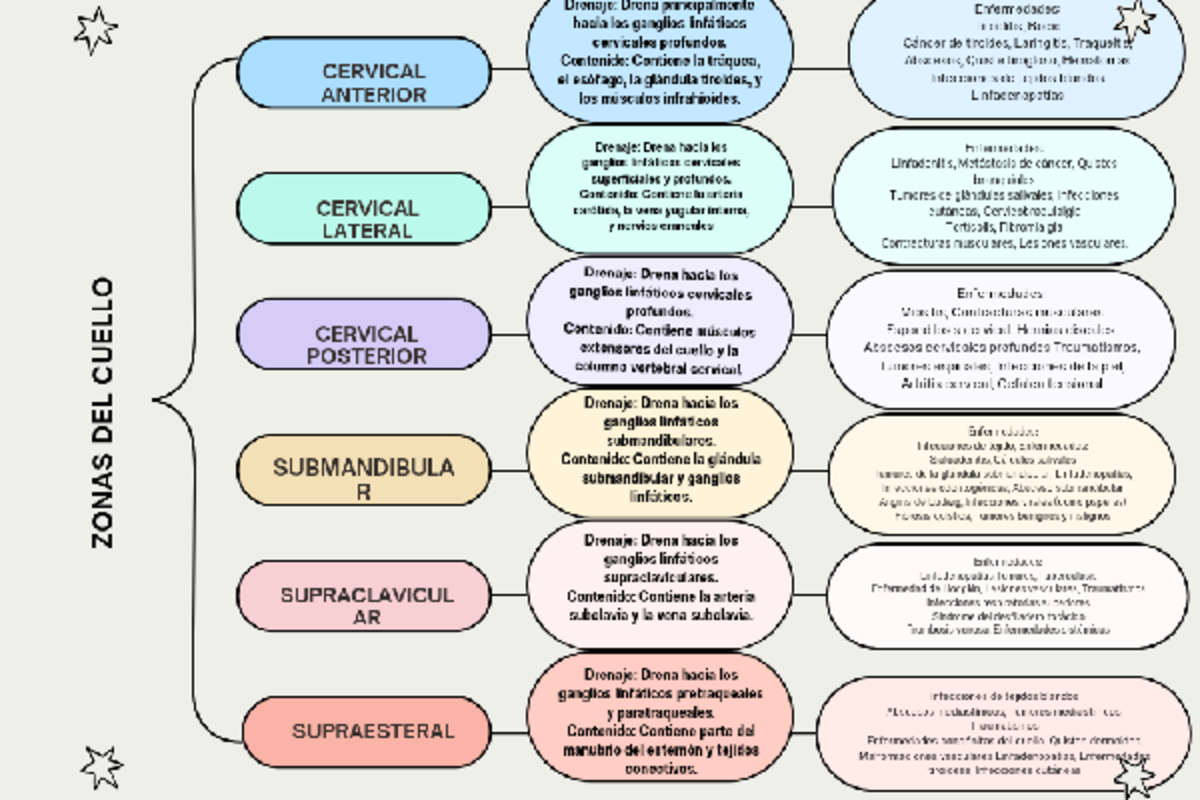 Zonas del cuello - Otorrinolaringología - Studocu