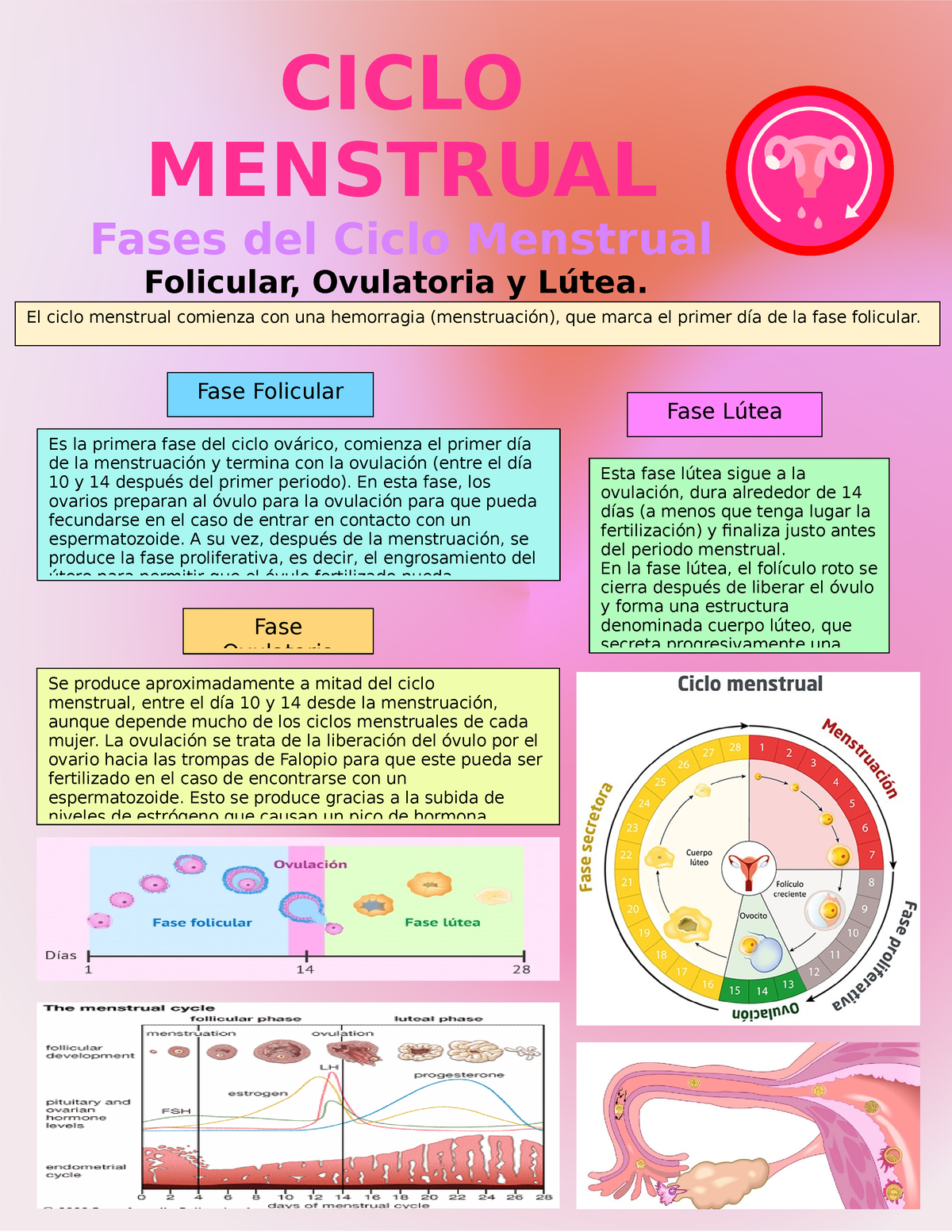 Infografia Sobre El Ciclo Menstrual Se Produce Aproximadamente A Mitad Del Ciclo Menstrual 3906