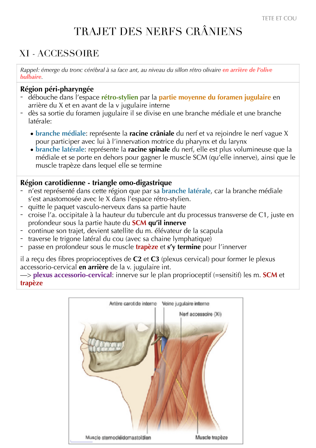 UE8MT - Fiche nerfs crâniens - XI Accessoire - TETE ET COU TRAJET