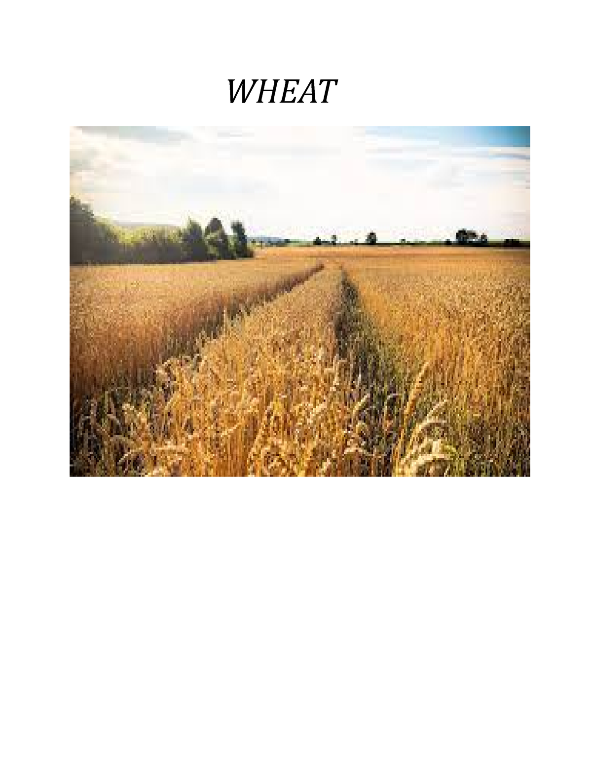 importance of wheat research paper