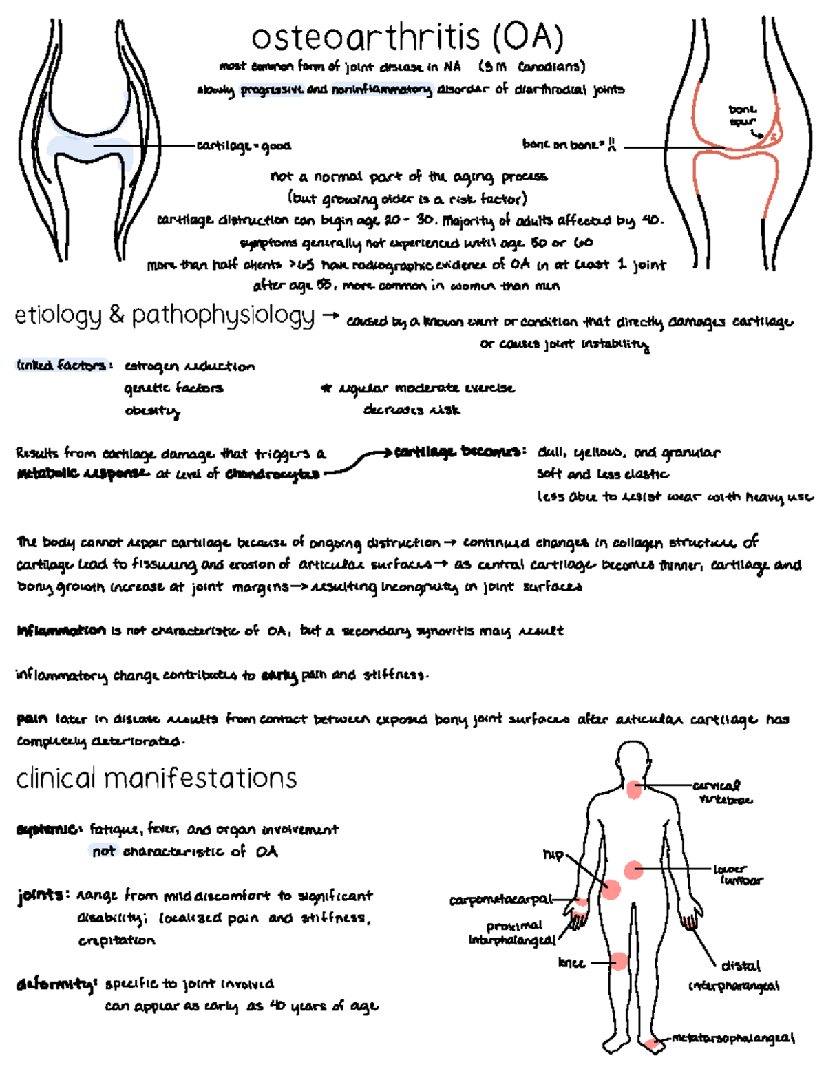 Osteoarthritis cheat sheet osteoarthritis (OA) etiology & pathophysiology clinical Studocu
