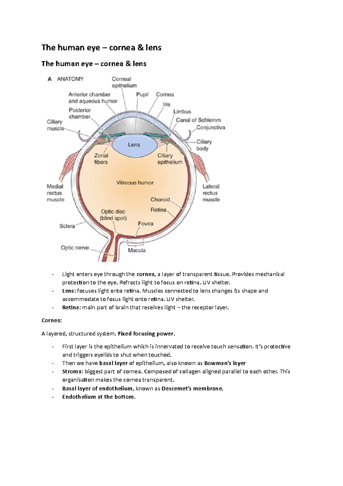 Module 9 - Pt2 - Structure of the Eye - The human eye – cornea & lens ...