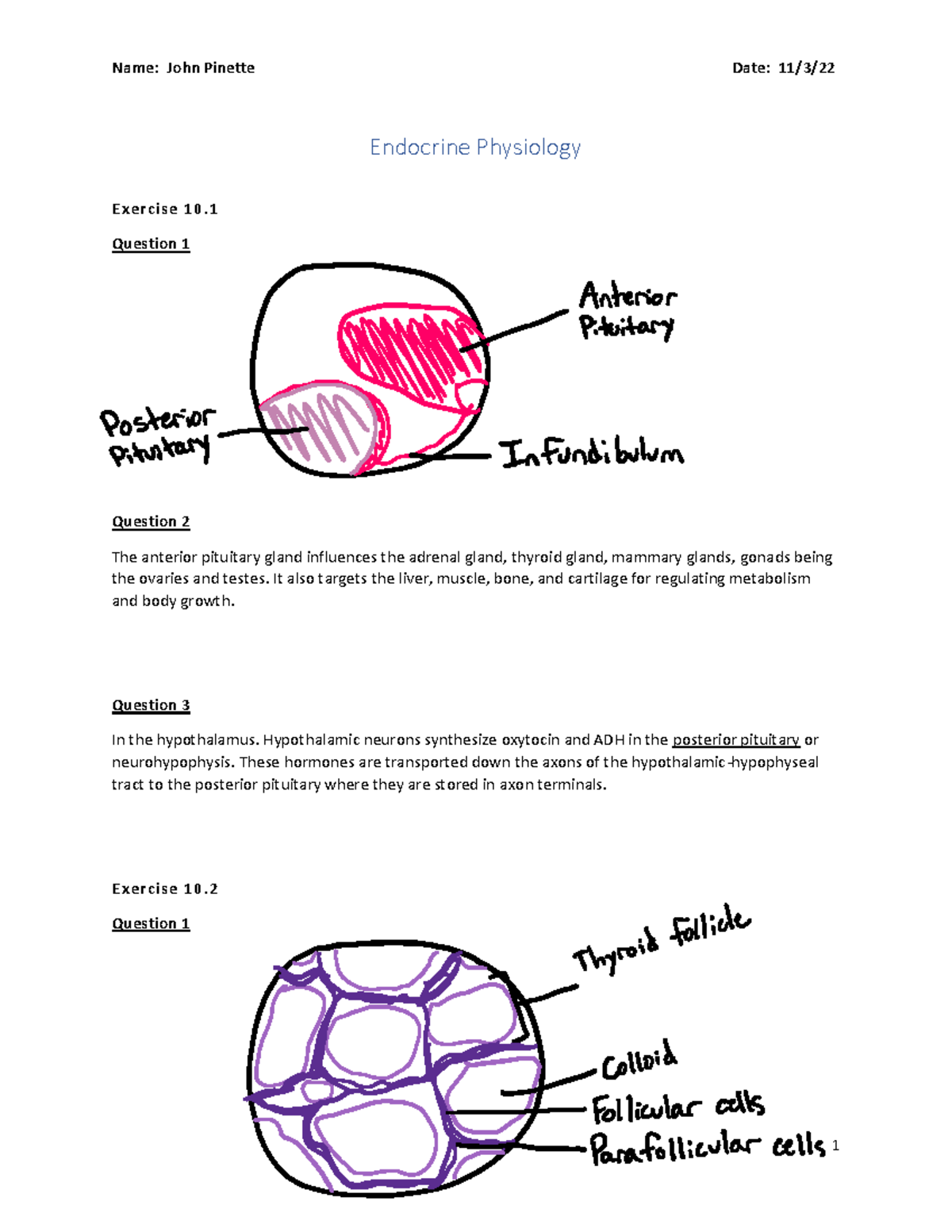 Human Physiology Endocrine Lab - Endocrine Physiology Exercise 10 ...