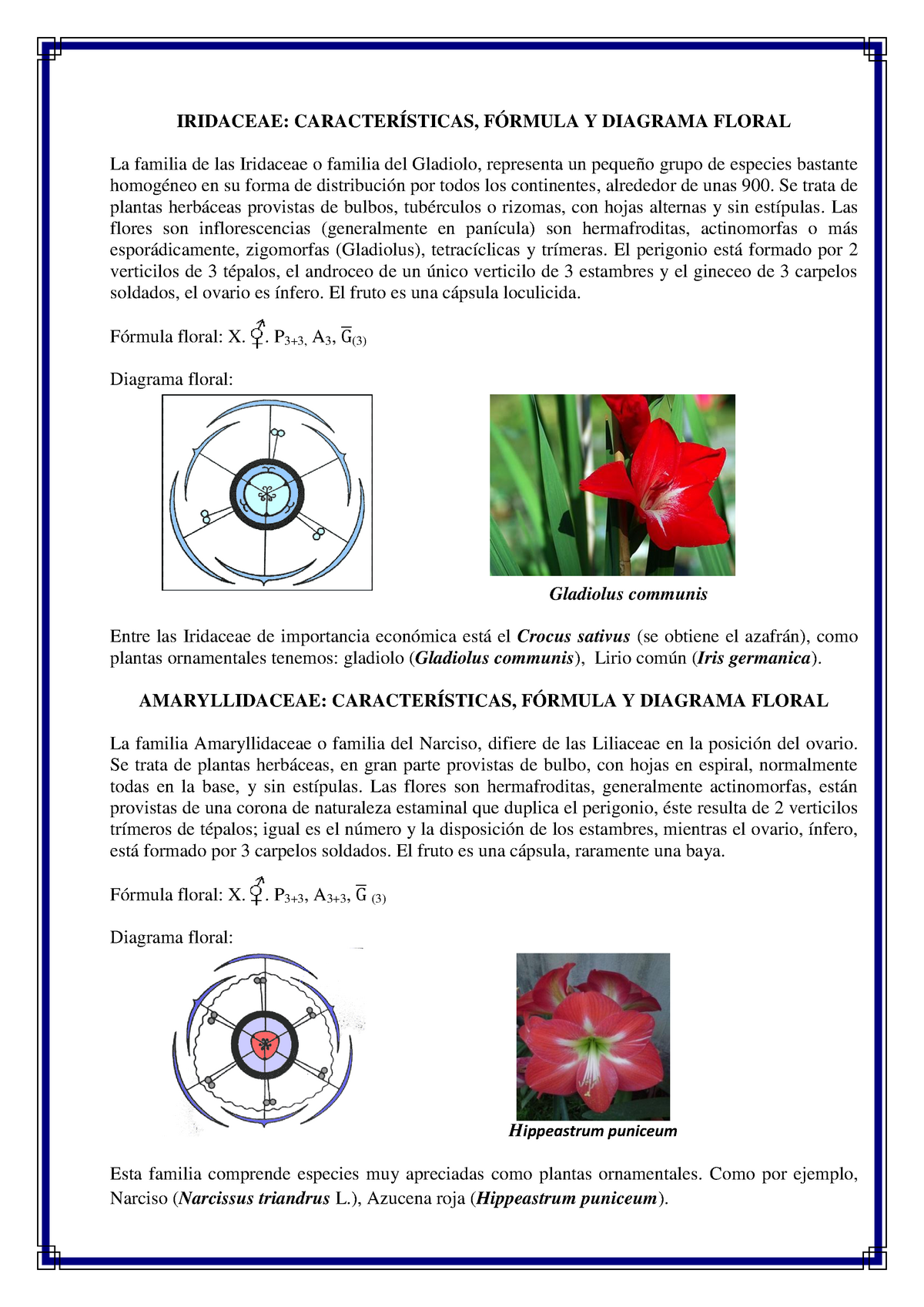 Top 42+ imagen formulas y diagramas florales
