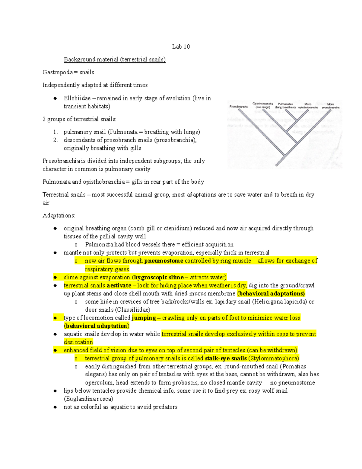Lab 10 BIO 200 Evolutionary Biology Lab 10. University at Buffalo
