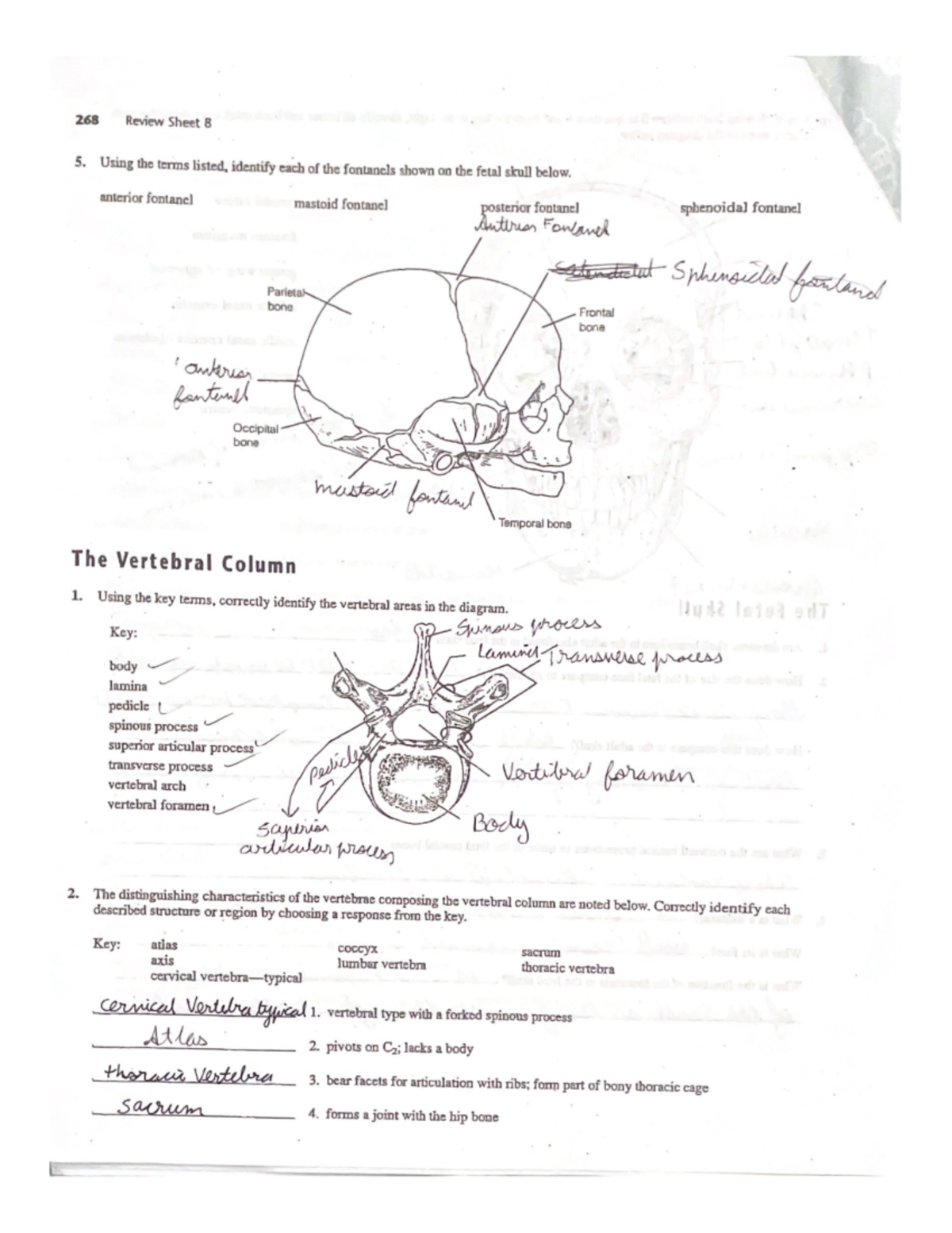 Review Sheet 8 2 - BIO 231 - Oakton - Studocu