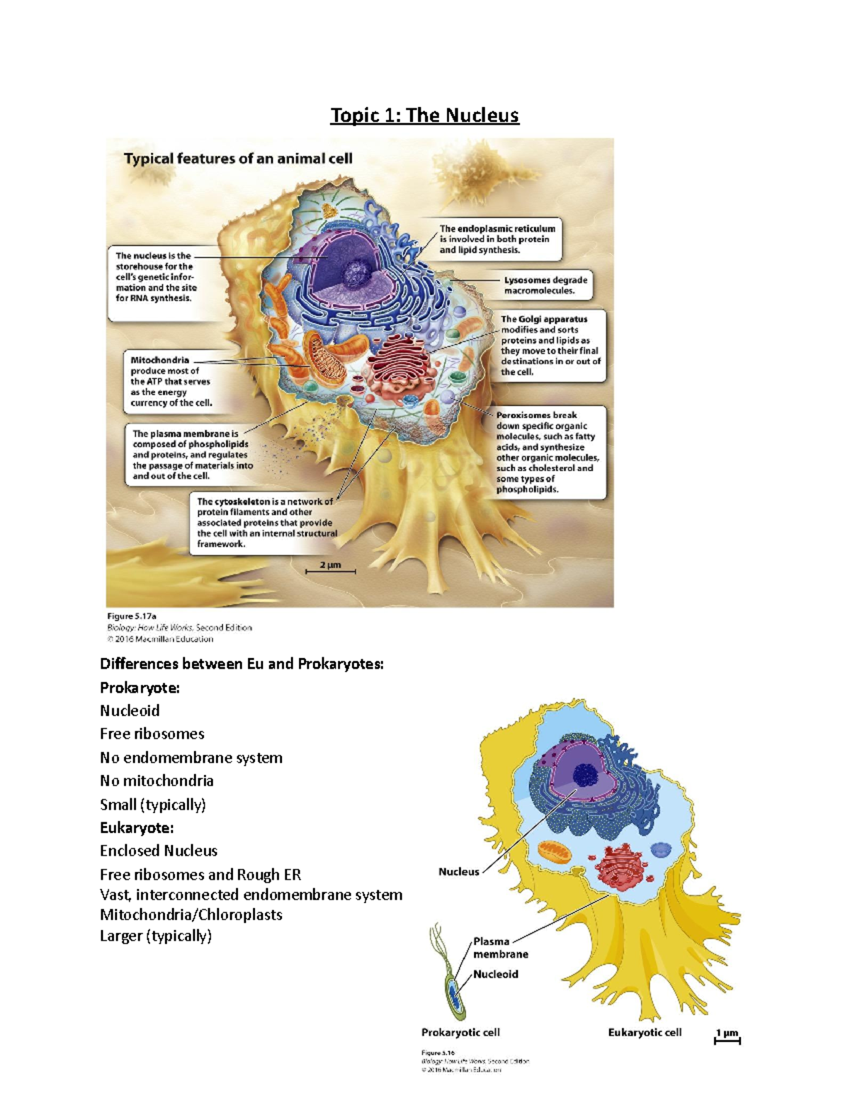 MCB 2050 Part 2 - notes - Topic 1: The Nucleus Differences between Eu ...