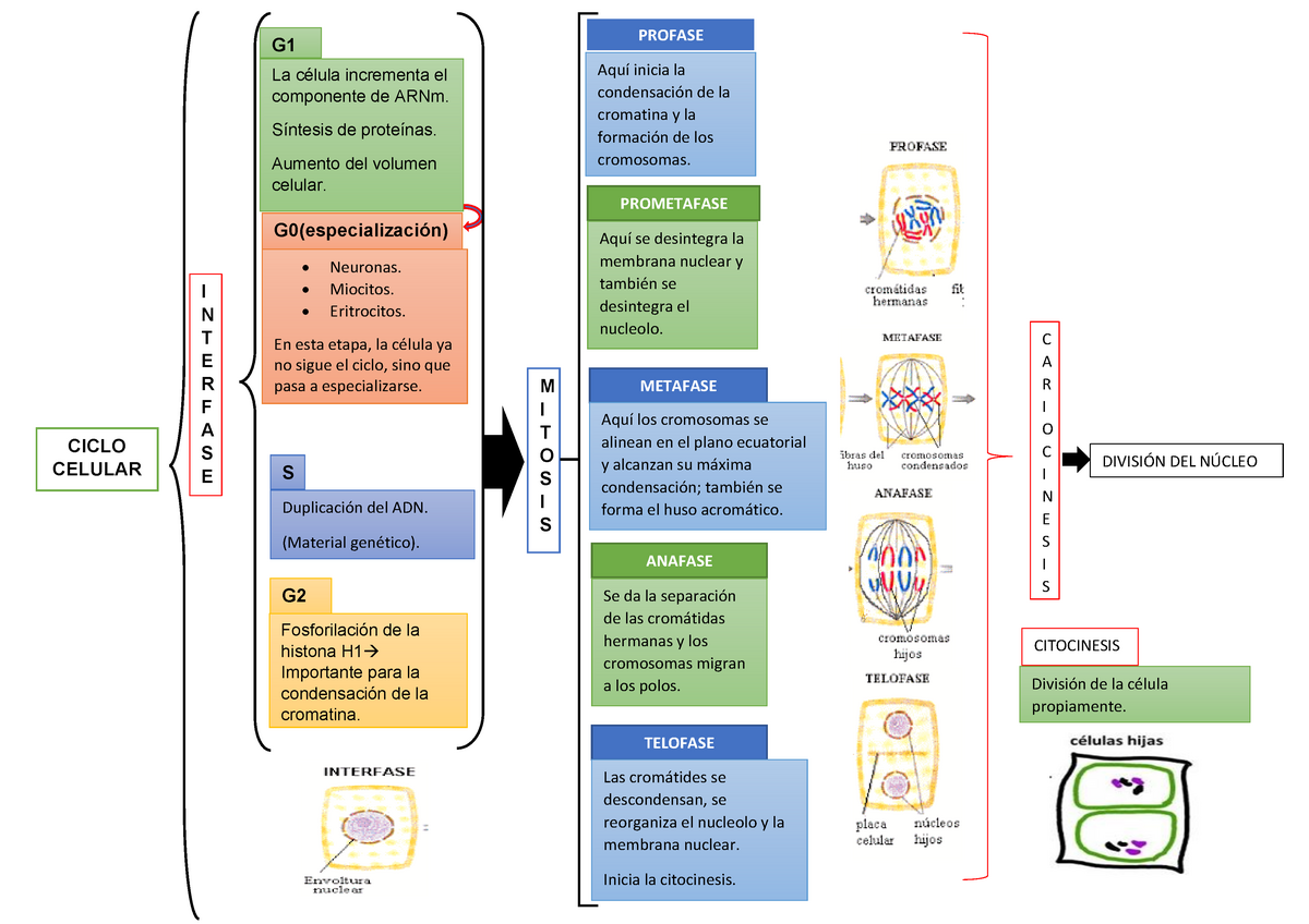 Interfase Y Mitosis Embriología Cuadro Sinóptico Ciclo Celular I N T