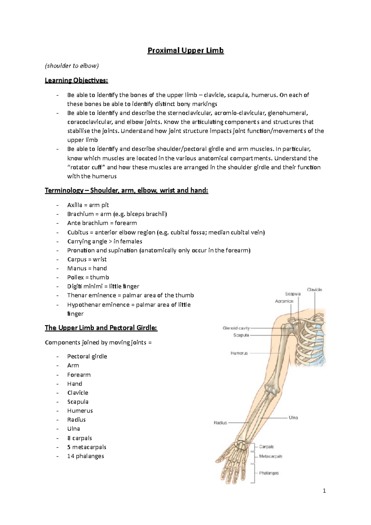 #2 Proximal Upper Limb - notes from the powerpoint - Proximal Upper ...