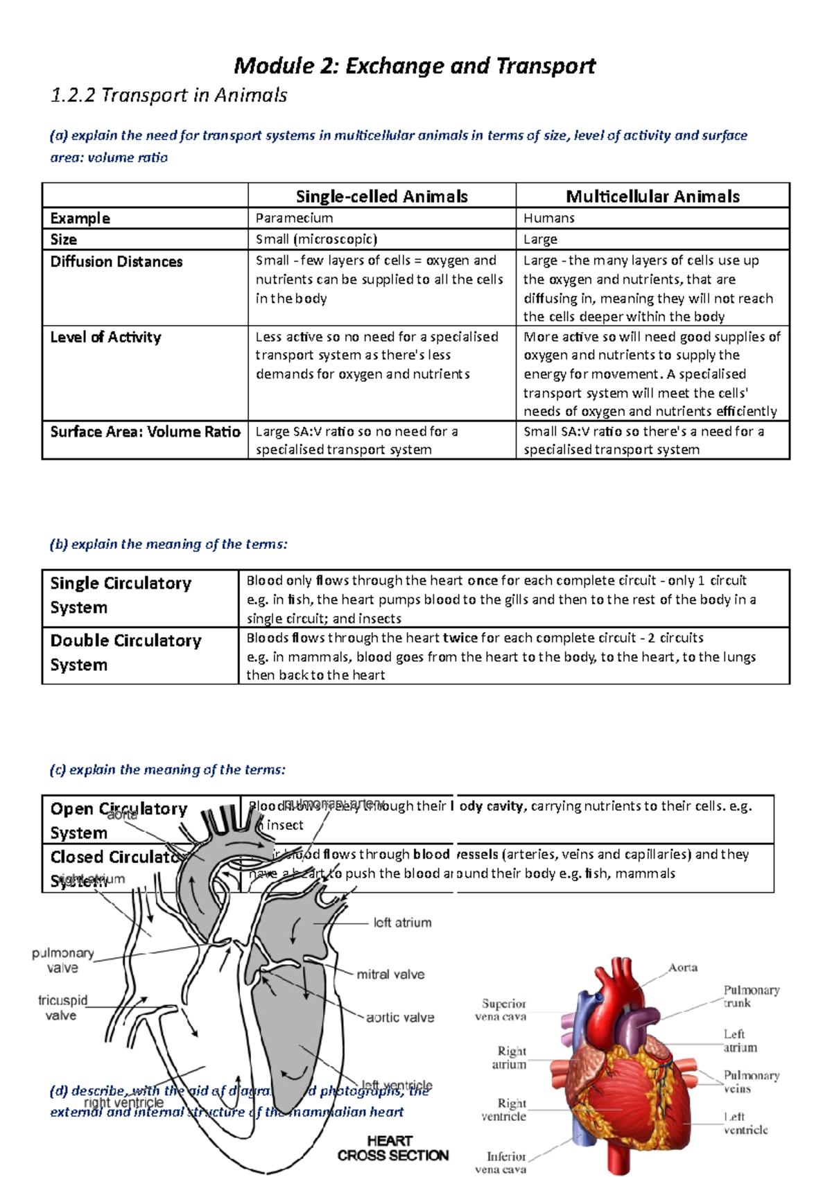 Transport in Animals Revision Notes - 1.2 Transport in Animals (a ...