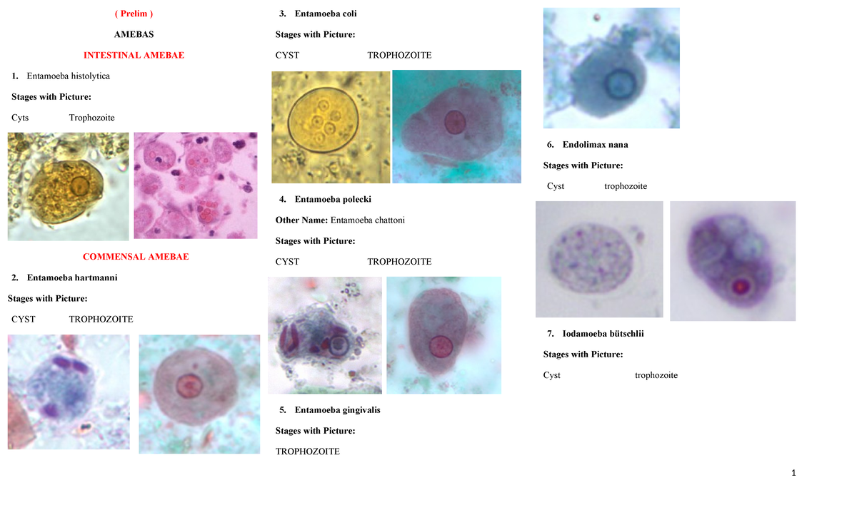 Atlas Parasites PICS Prelim TO Midterm - ( Prelim ) AMEBAS INTESTINAL ...