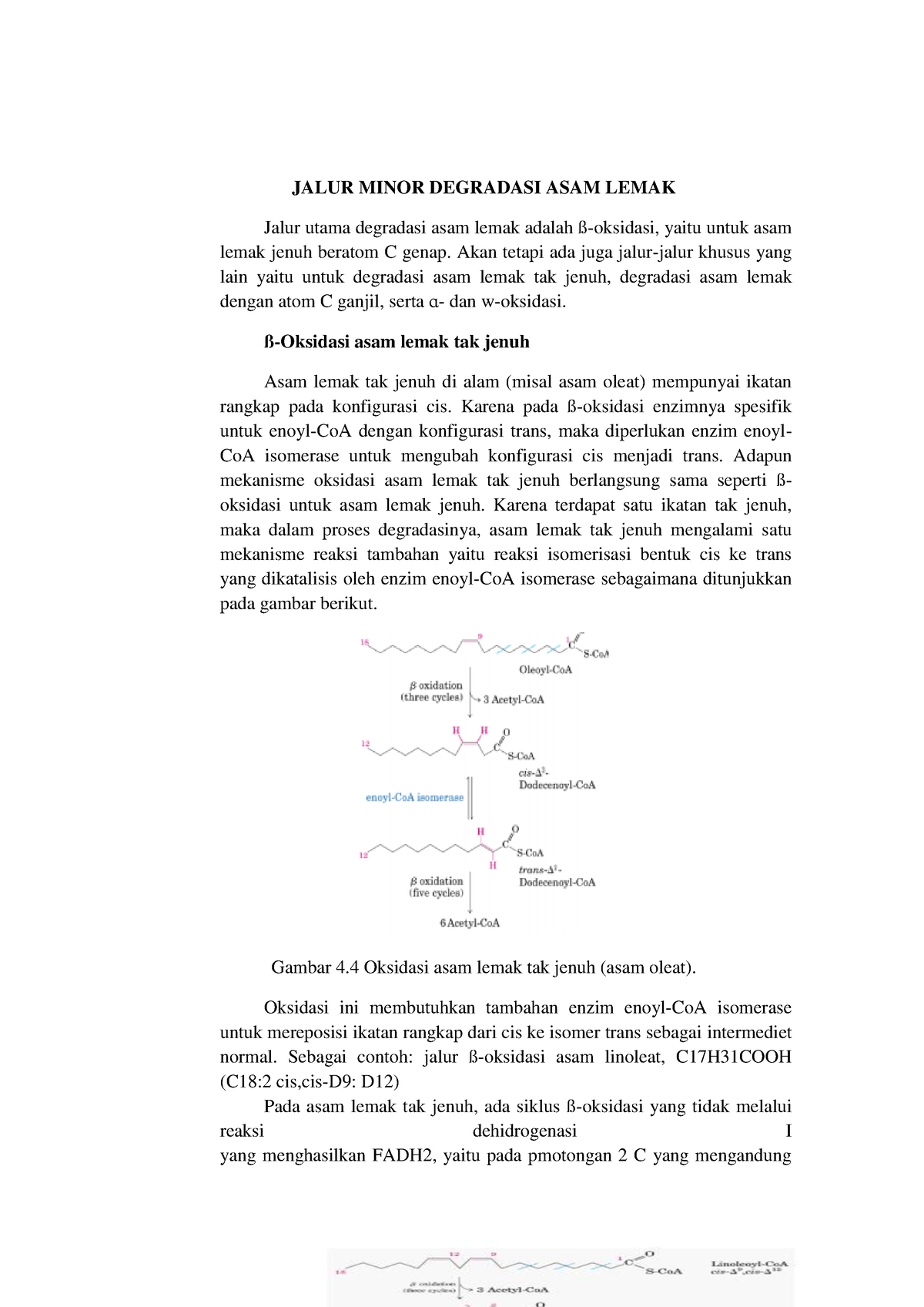 Jalur Minor Degradasi Asam Lemak Jalur Minor Degradasi Asam Lemak Jalur Utama Degradasi Asam 4814