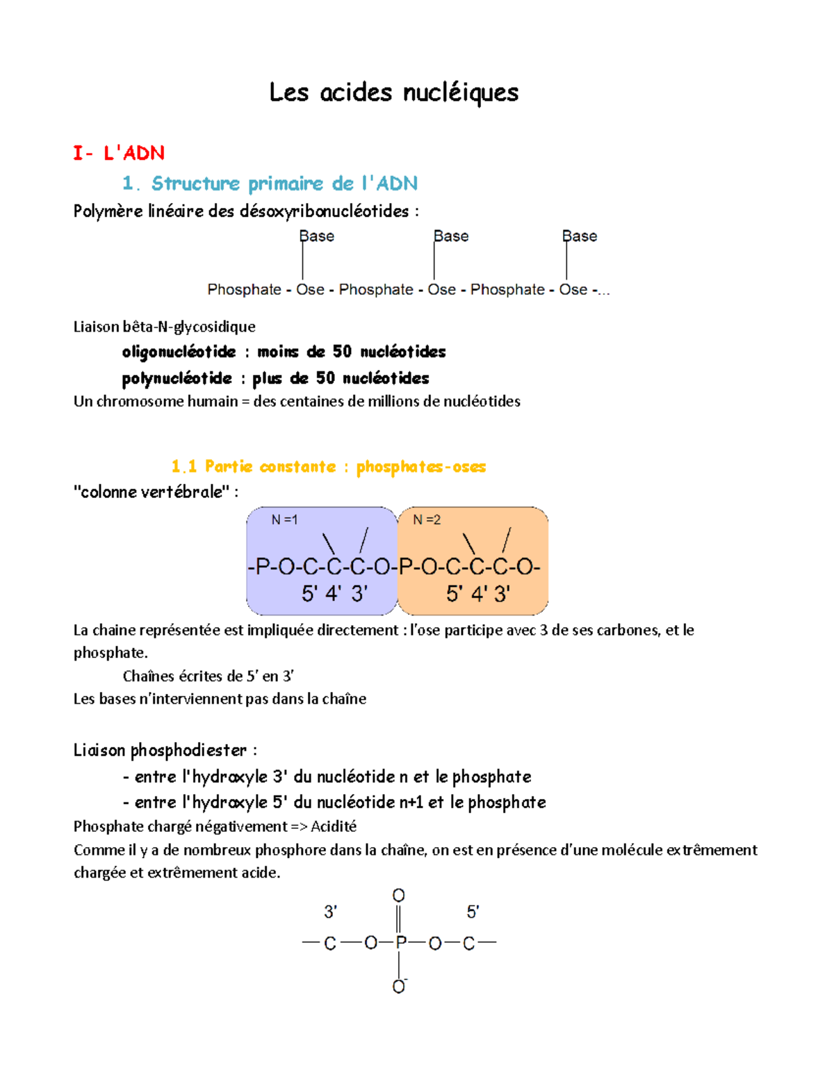 UE1 - Cours 11 - Les Acides Nucléiques (Andres) . PDF - Les Acides ...