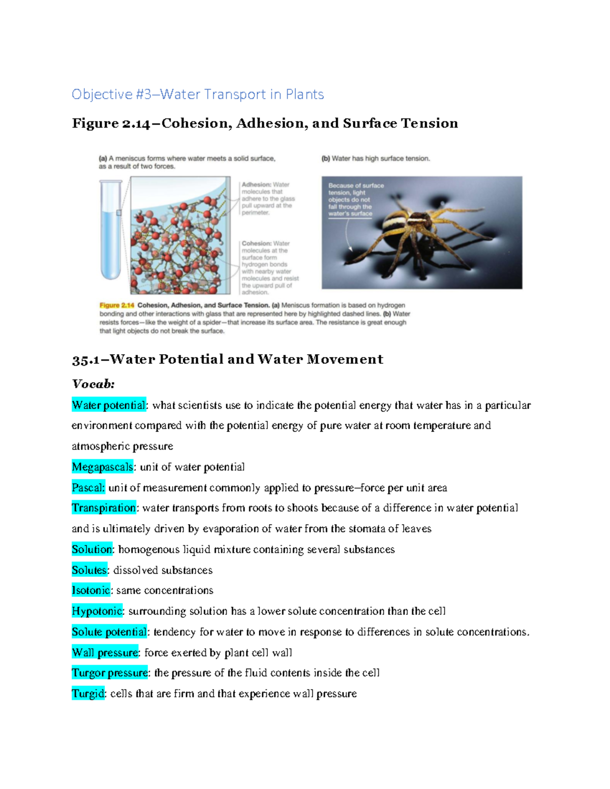 Biology Unit 235.1 Objective 3Water Transport in Plants Figure 2