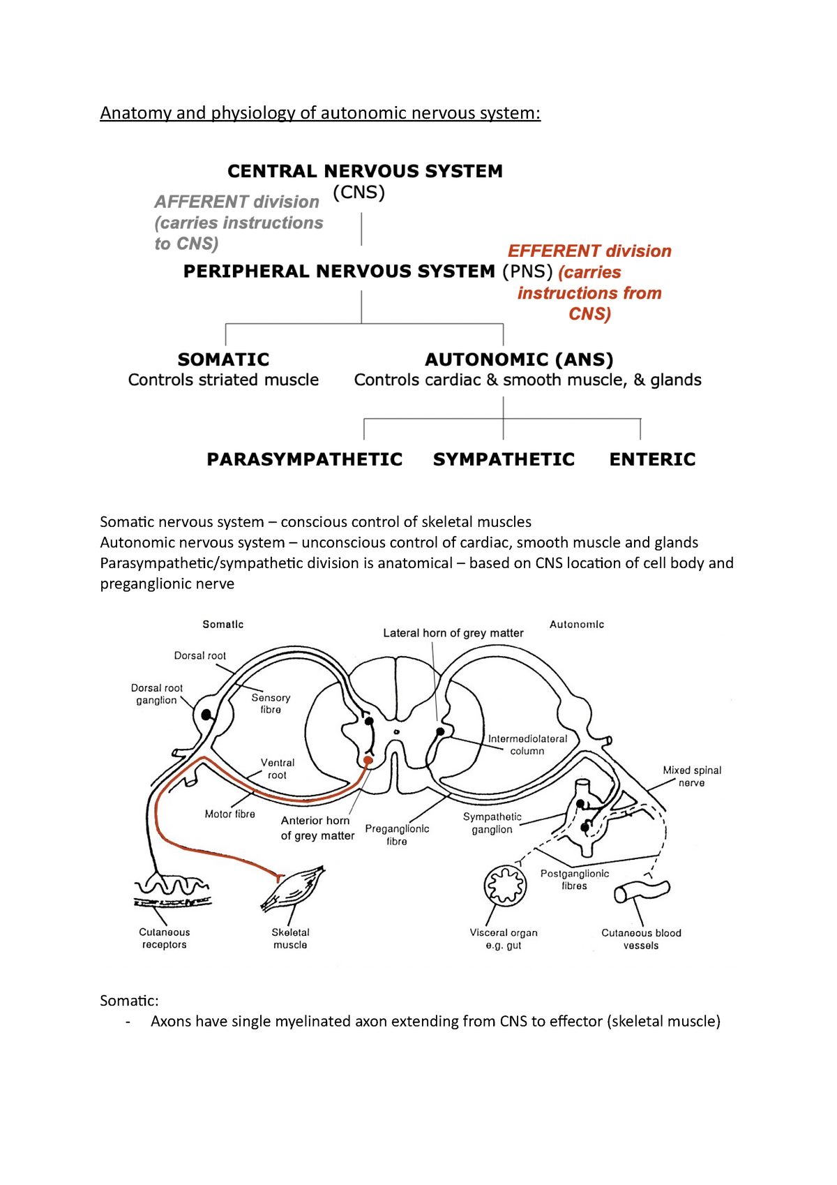 Anatomy And Physiology Of Autonomic Nervous System - Studocu