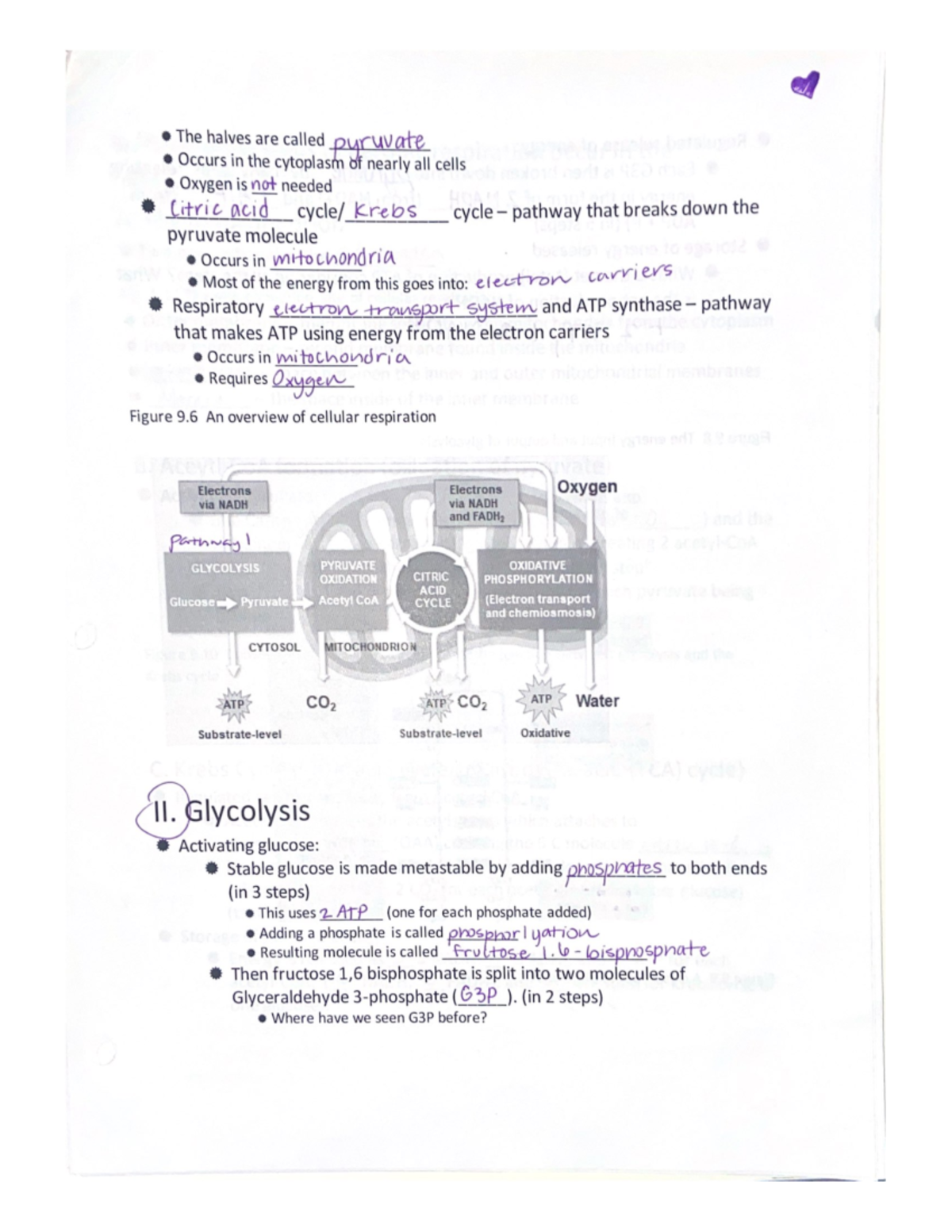 Glycolysis - notes for bio majors - BIOL 4 - Studocu