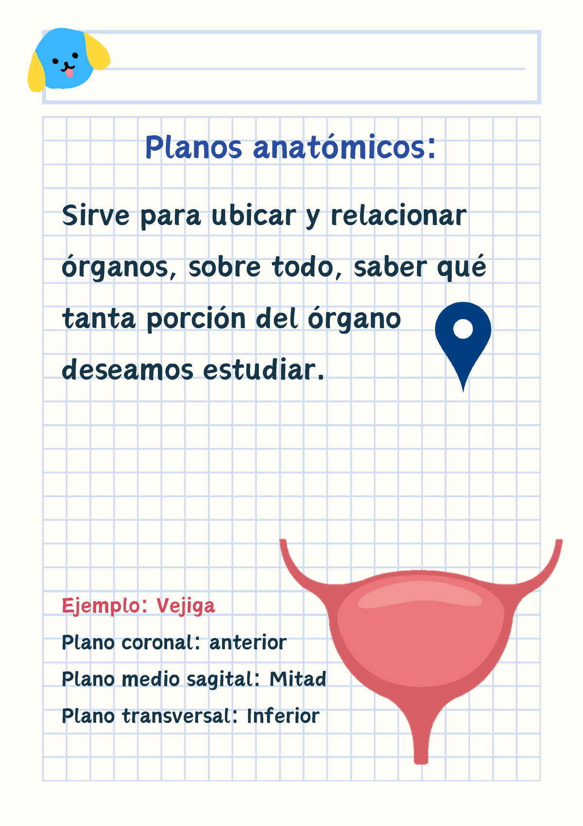 Planos anatómicos Plano coronal plano medio sagital plano sagital y plano transversal Studocu