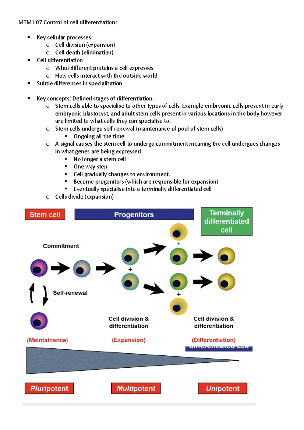 MTM L07 Control of cell differentiation - Key concepts: Defined stages ...