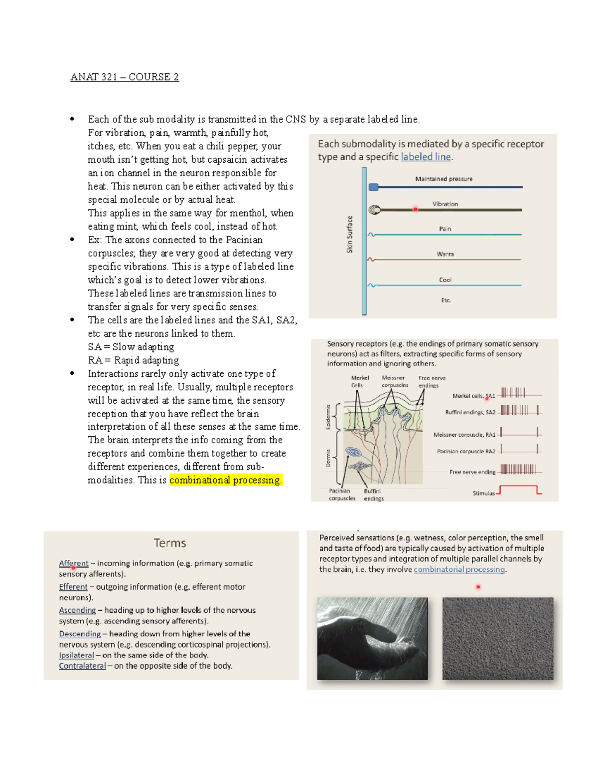 Class 2 - Spinal cord and brainstem - ANAT 321 – COURSE 2 Each of the ...