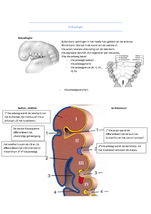 1-Anatomie En Fysiologie Van Het Oor - Dr. J.H. Frijns En Dr. J.A ...