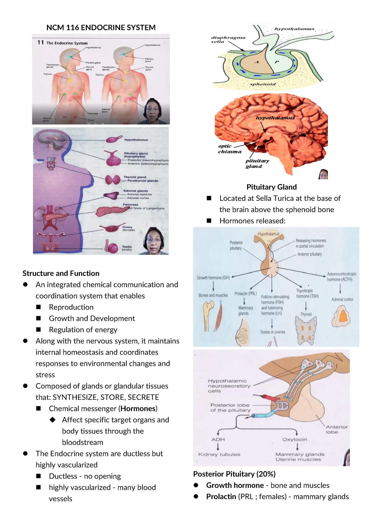 Ncm 116 Endocrine System - Ncm 116 Endocrine System Structure And 