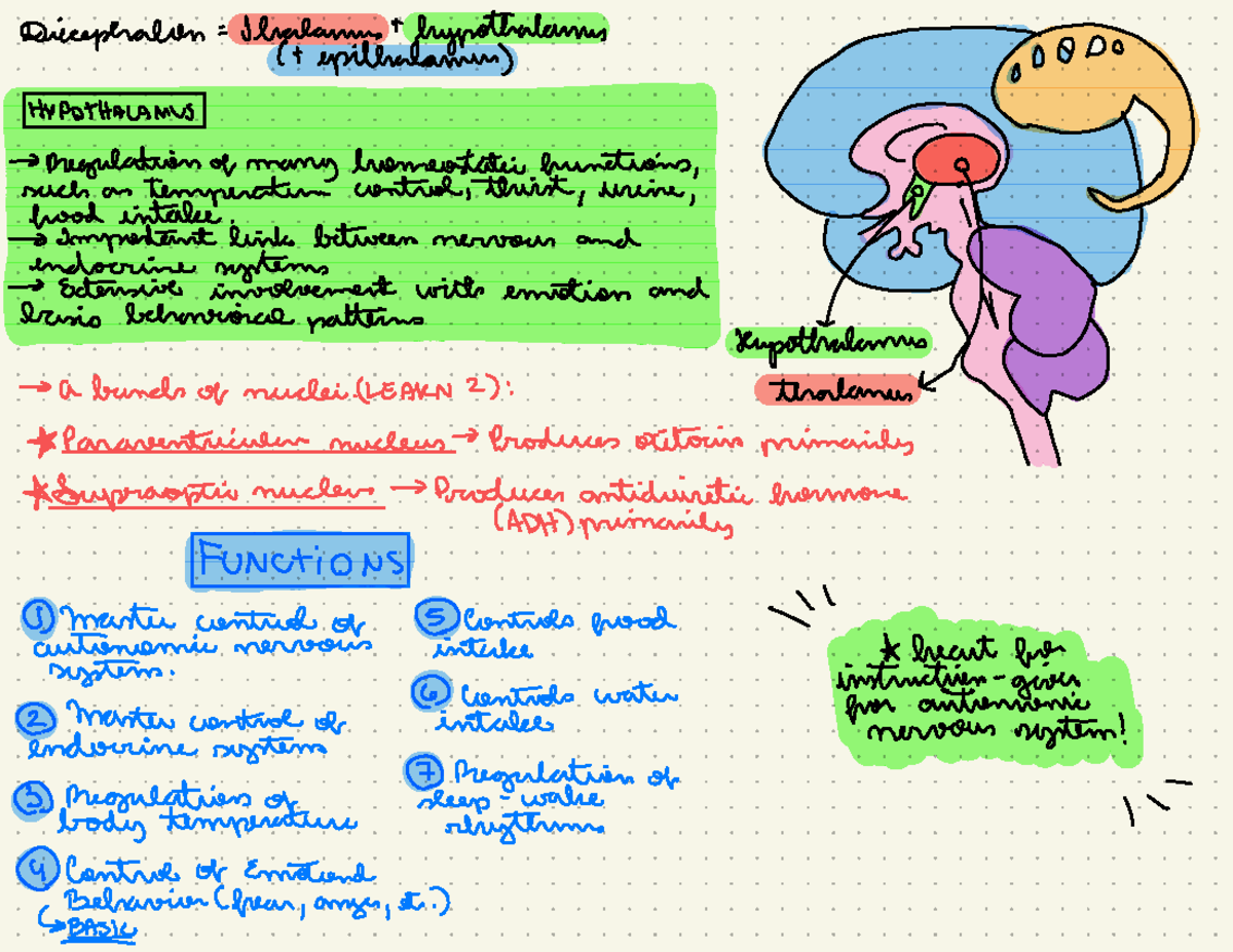 Unit 1: Hypothalamus - Driecephalien = Jlrnlamnst hypothalamus ( t ...