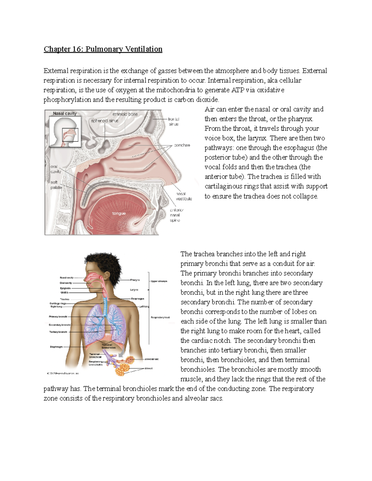 APK2105C Exam 4 Notes Chapter 16 Pulmonary Ventilation External