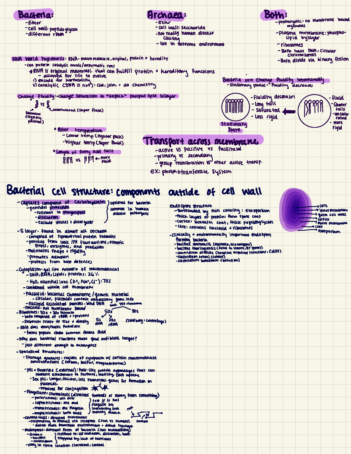 Microbiology 4 - Dr. Hotze's BIOL 400 Notes. These Are All From Her ...