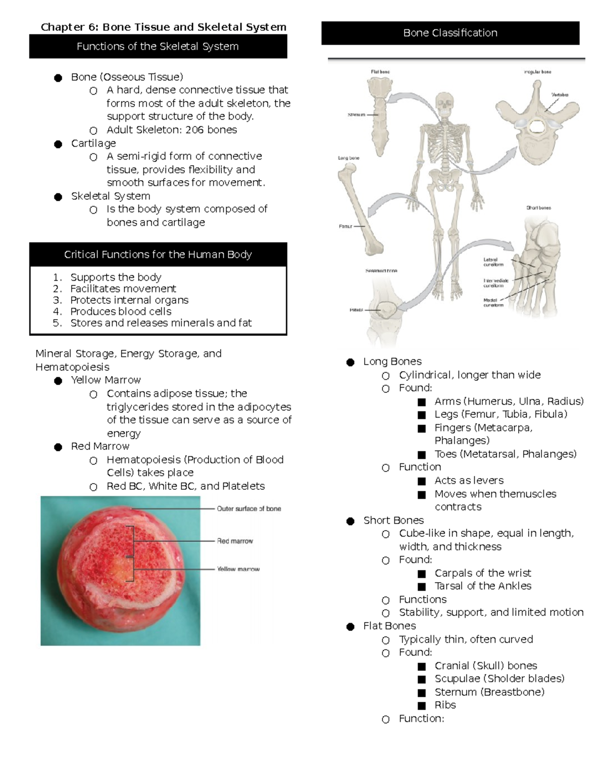 MLS 102 Chapter 6: Bones - Chapter 6: Bone Tissue and Skeletal System ...