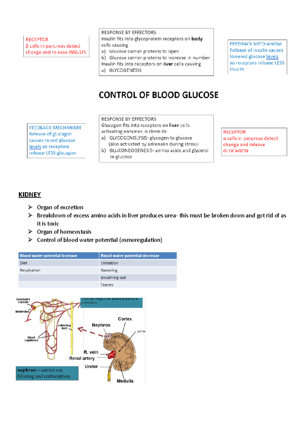 Nephron - Lecture notes 11 - KIDNEY Organ of excretion Breakdown of ...