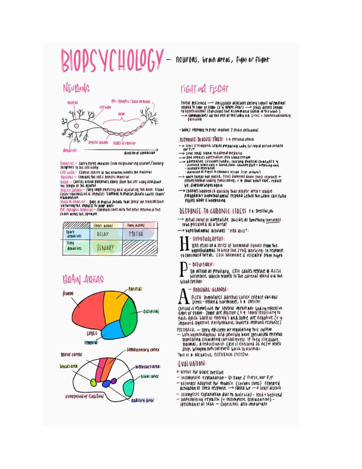 Biopsychology - Basic Psychology - Studocu