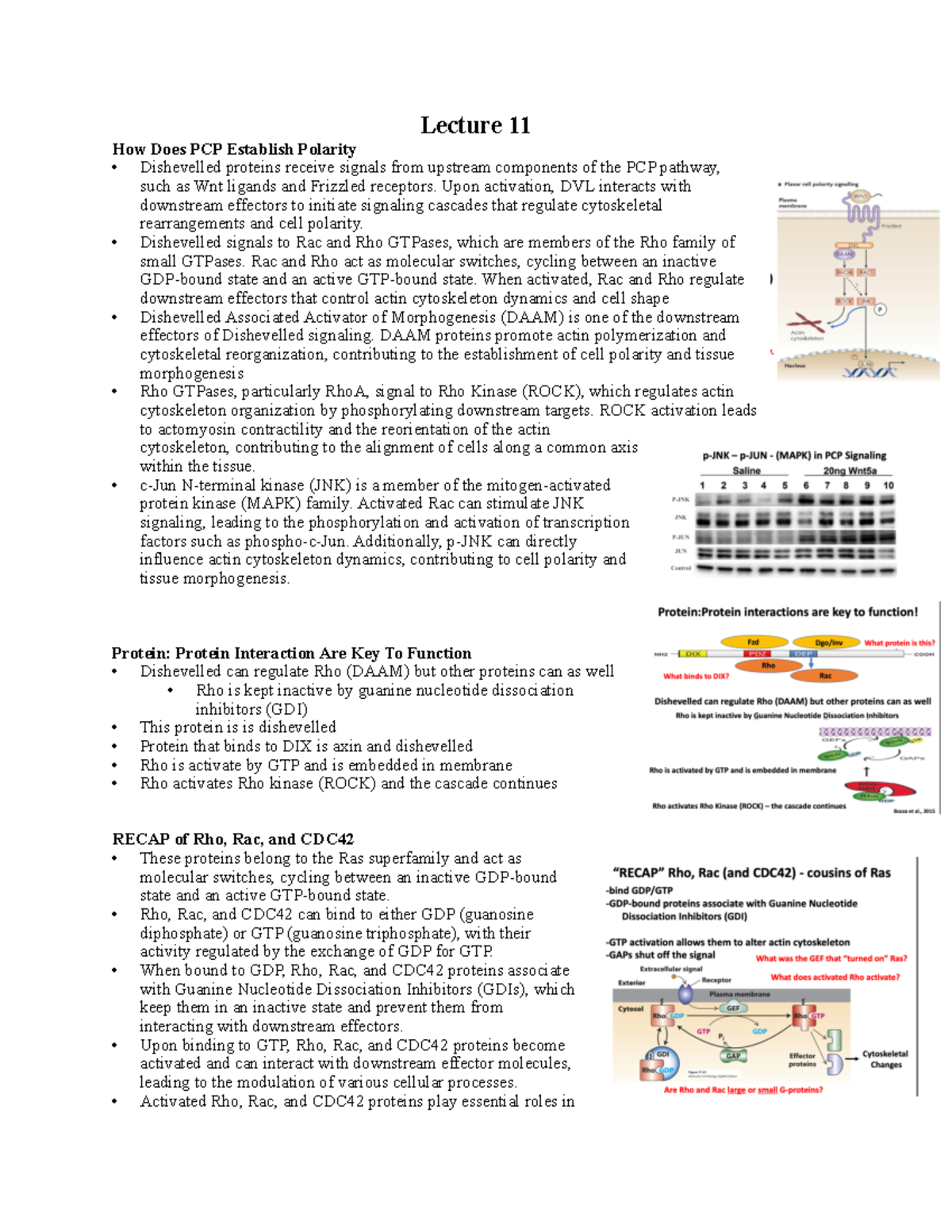 Lecture 11 - Lecture 11 How Does PCP Establish Polarity Dishevelled ...