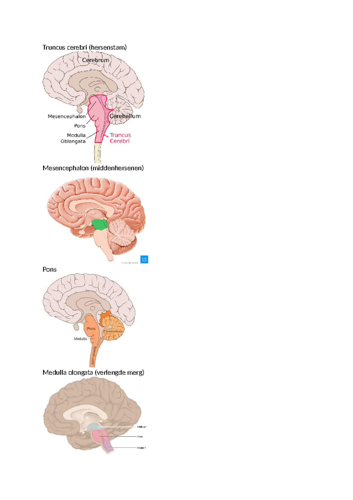 Prenten neuro - Data analyse - Truncus cerebri (hersenstam ...