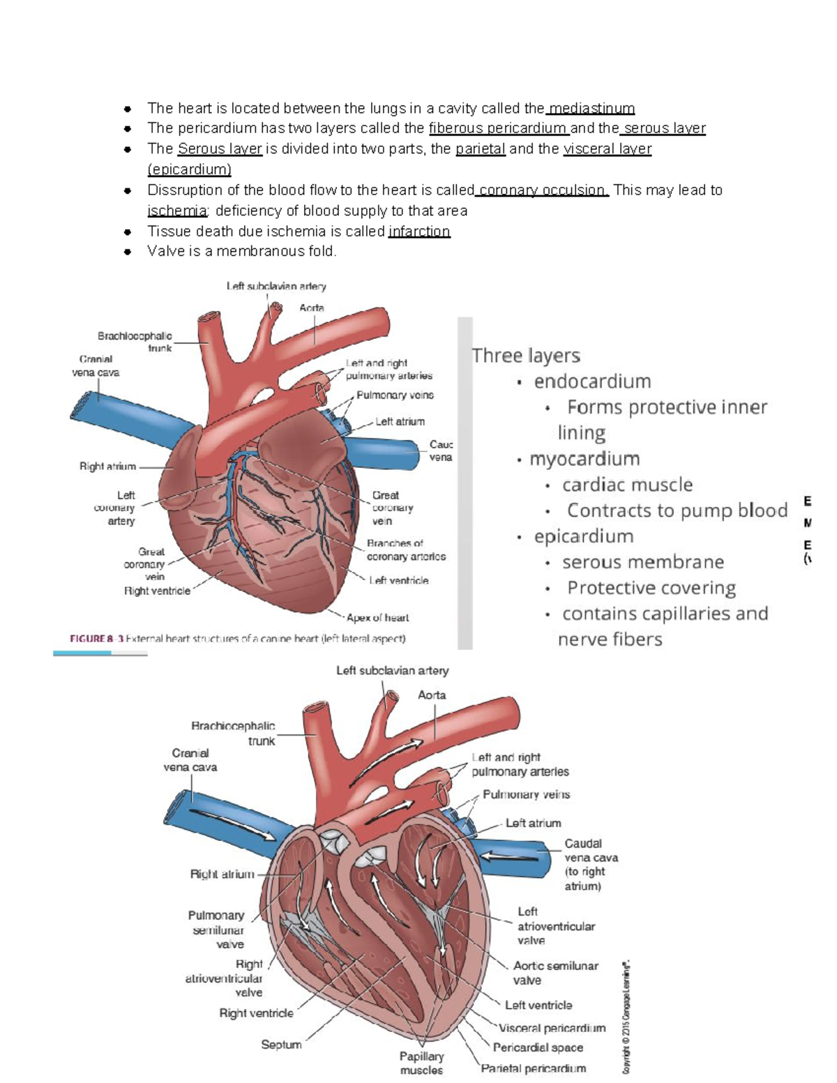 Cardiovascular system - The heart is located between the lungs in a ...