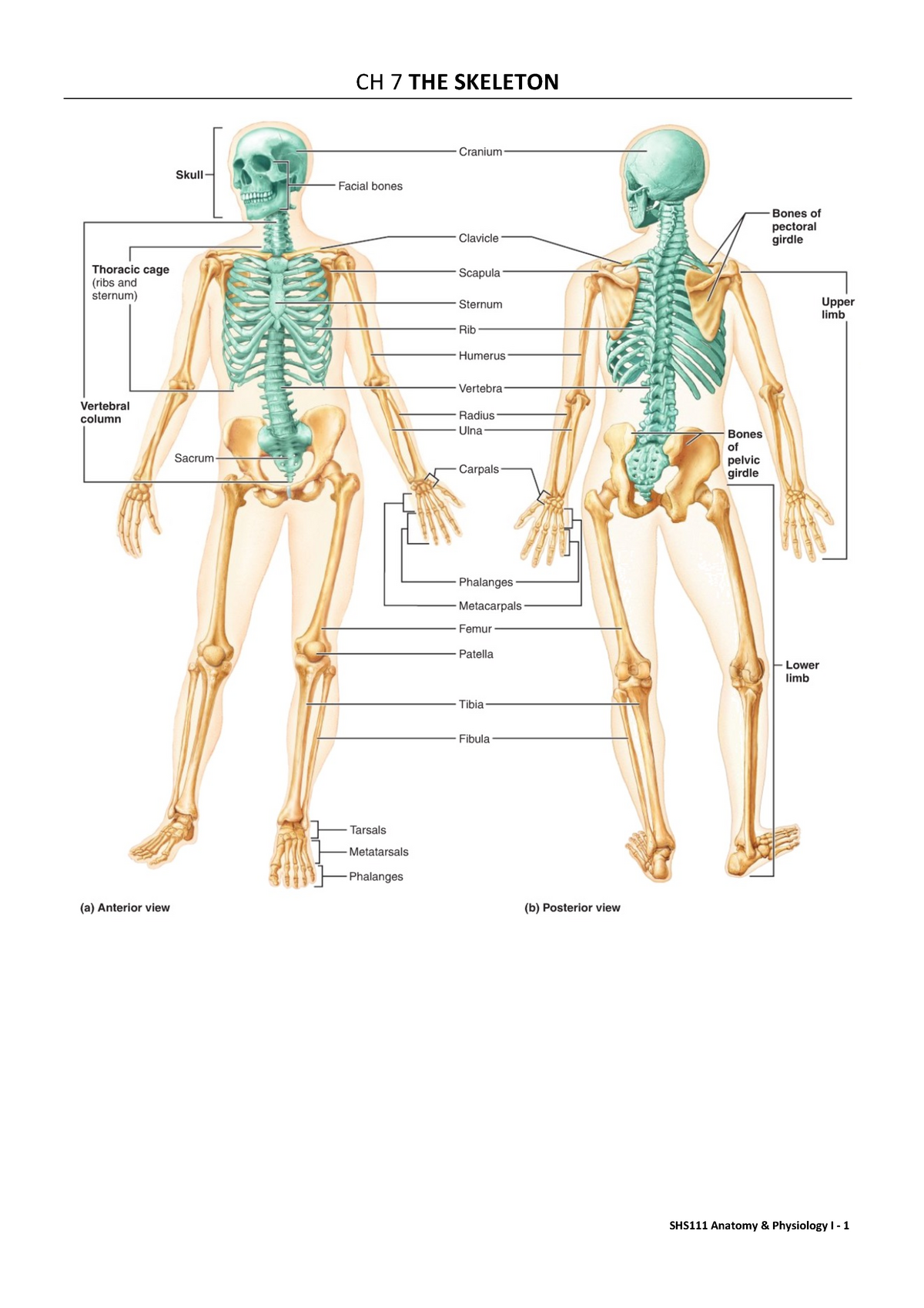 Summary The Skeleton Ch7 Shs111 Anatomy And Physiology I ­‐ 1 Ch 7