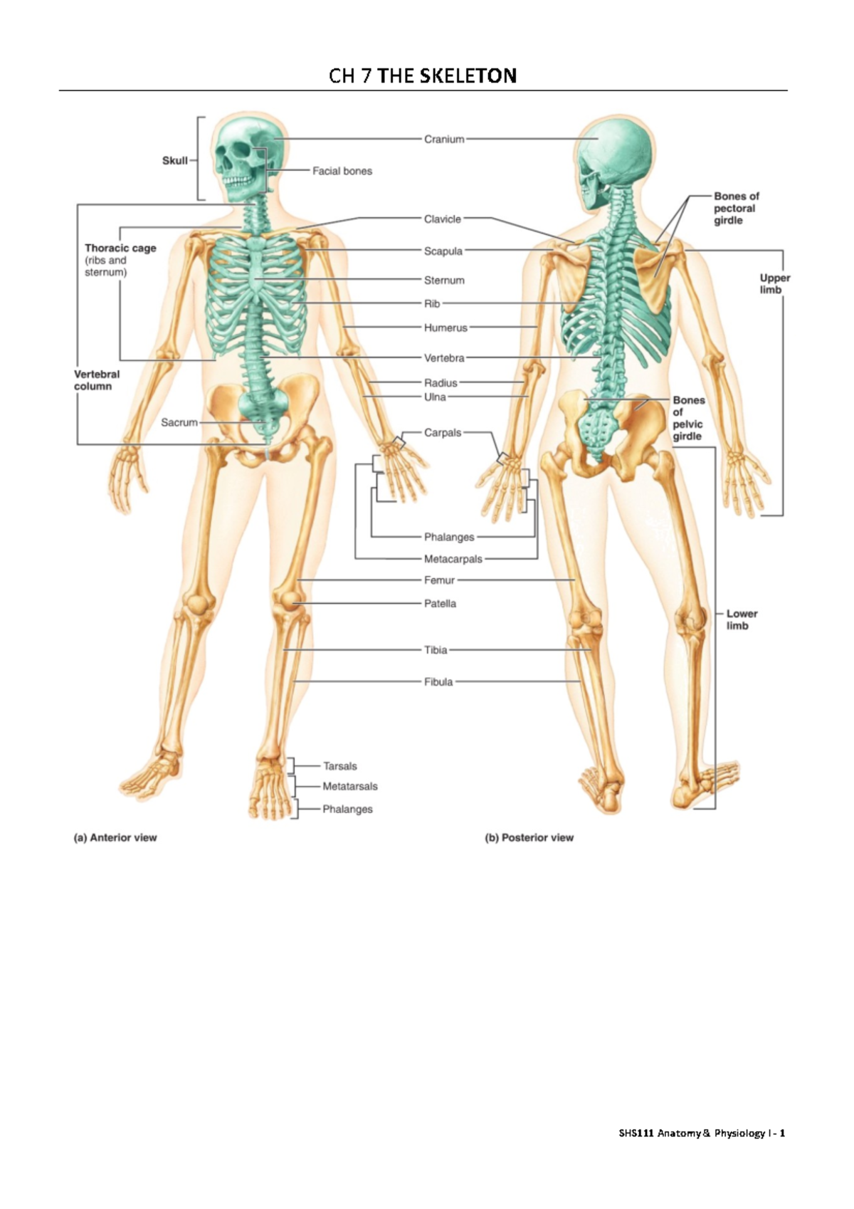 Summary The Skeleton Ch7 Shs111 Anatomy And Physiology I ­‐ 1 Ch 7