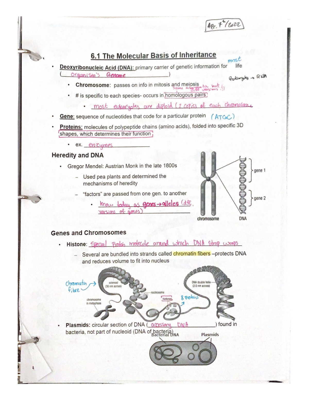 6 1 The Molecular Basis Of Inheritance 2 SBI4U1 02 Studocu   Thumb 1200 1553 