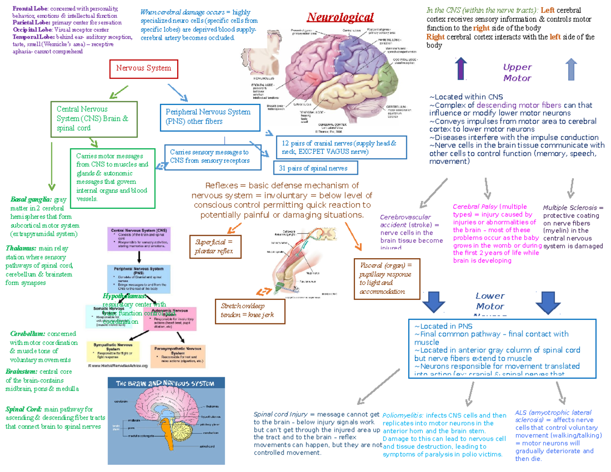 Chapter 24 Pictoral Concept Maps - Neurological ####### Visceral (organ ...