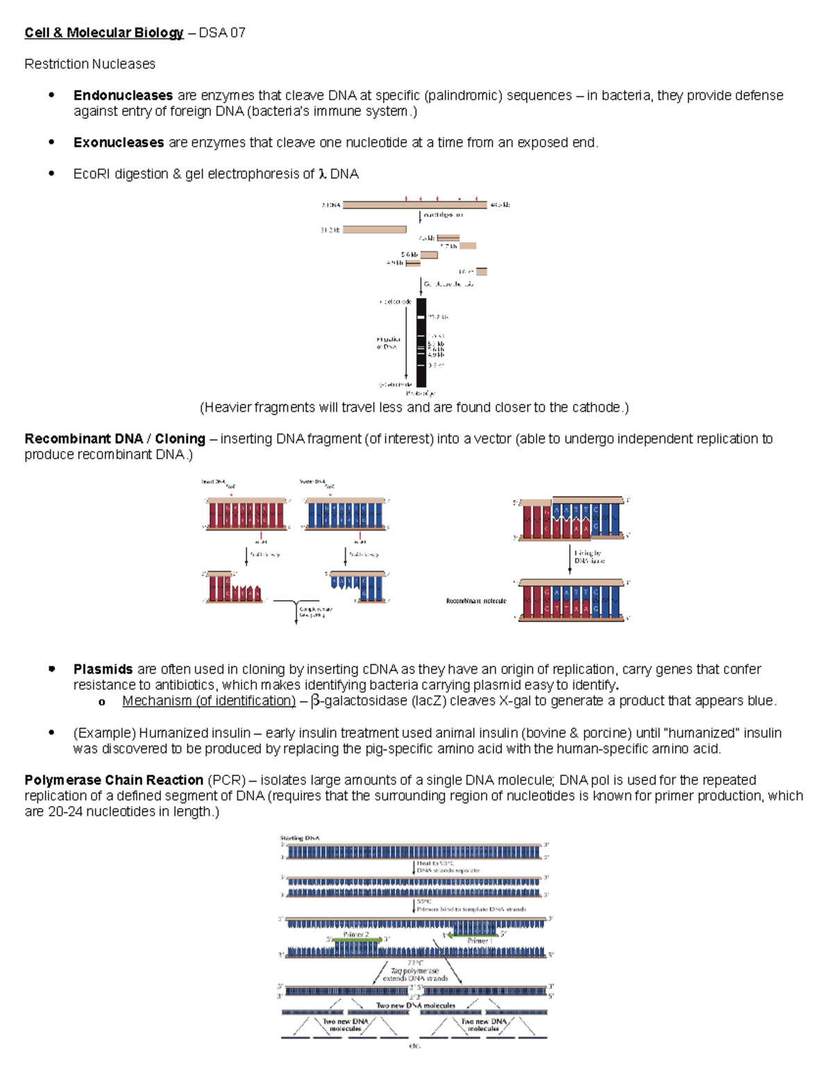 CMB - DSA 07 - Lecture notes 7 - Cell & Molecular Biology – DSA 07 ...