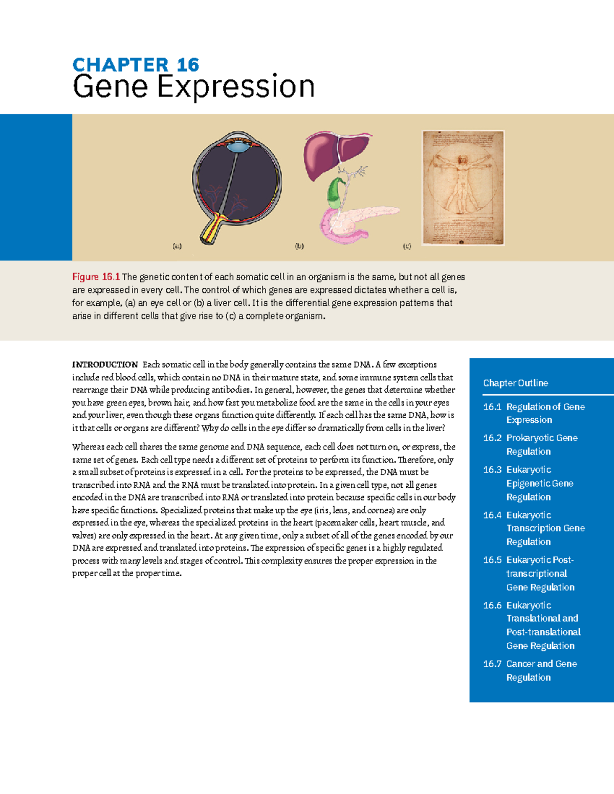 Chapter 16 Gene Expression Part 1 - CHAPTER 16 Gene Expression Figure ...