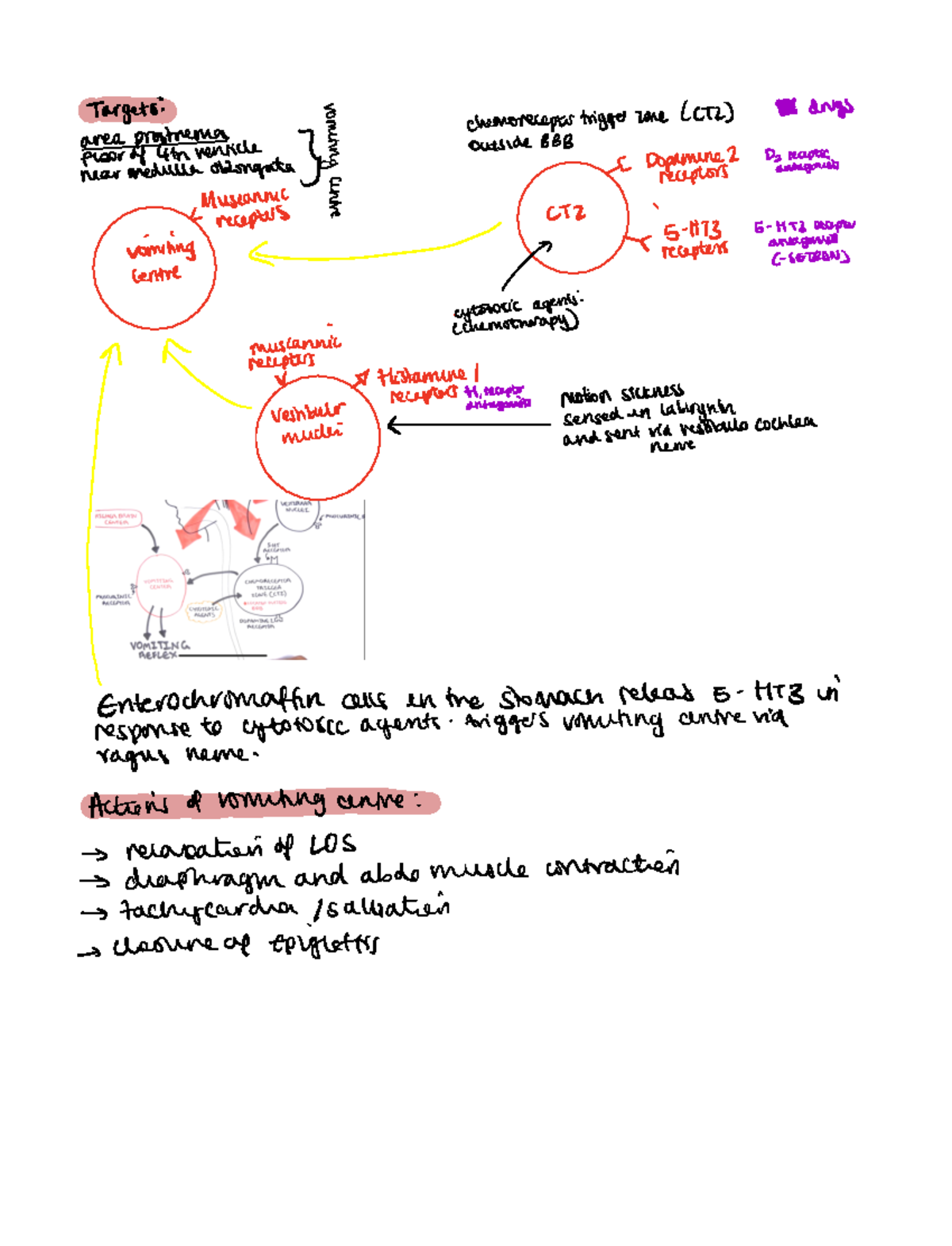 Antiemetics - Targets 8 chemoreceptortriggerzone CTL BB dm area ...