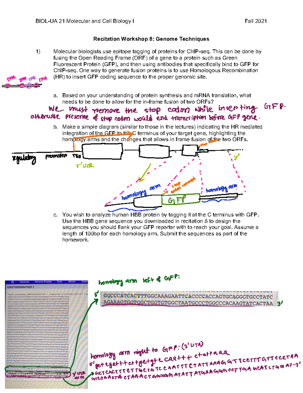 Recitation Workshop 8 - BIOL-UA 21 Molecular and Cell Biology I Fall ...