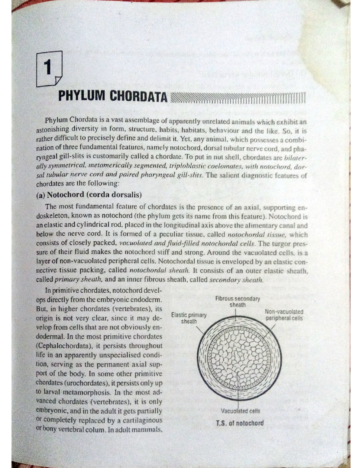 Phylum chordata - Bsc zoology - Studocu