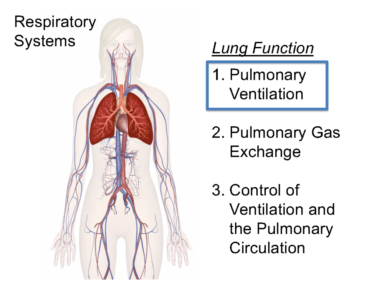 Bio3U03-11-Pulmonary Ventilation - Respiratory Systems Lung Function 1 ...