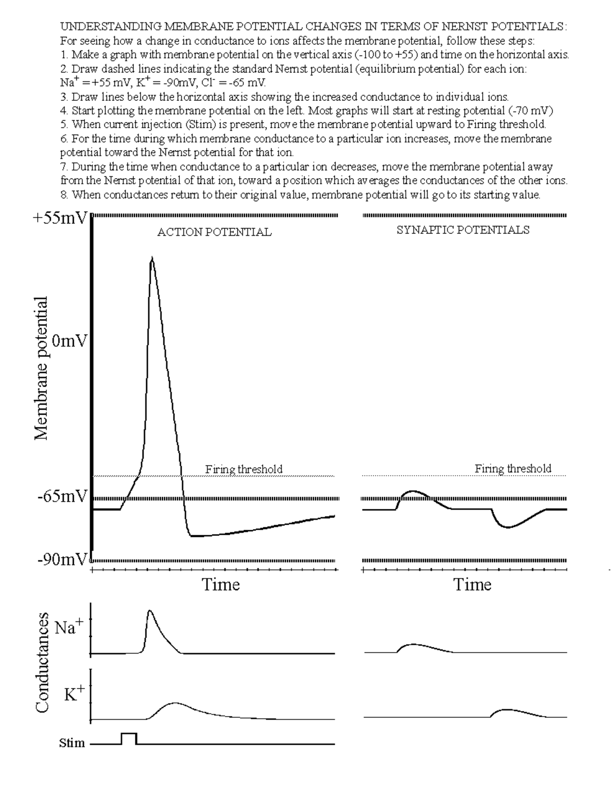 Membrane potential - Lecture notes 10 - UNDERSTANDING MEMBRANE ...