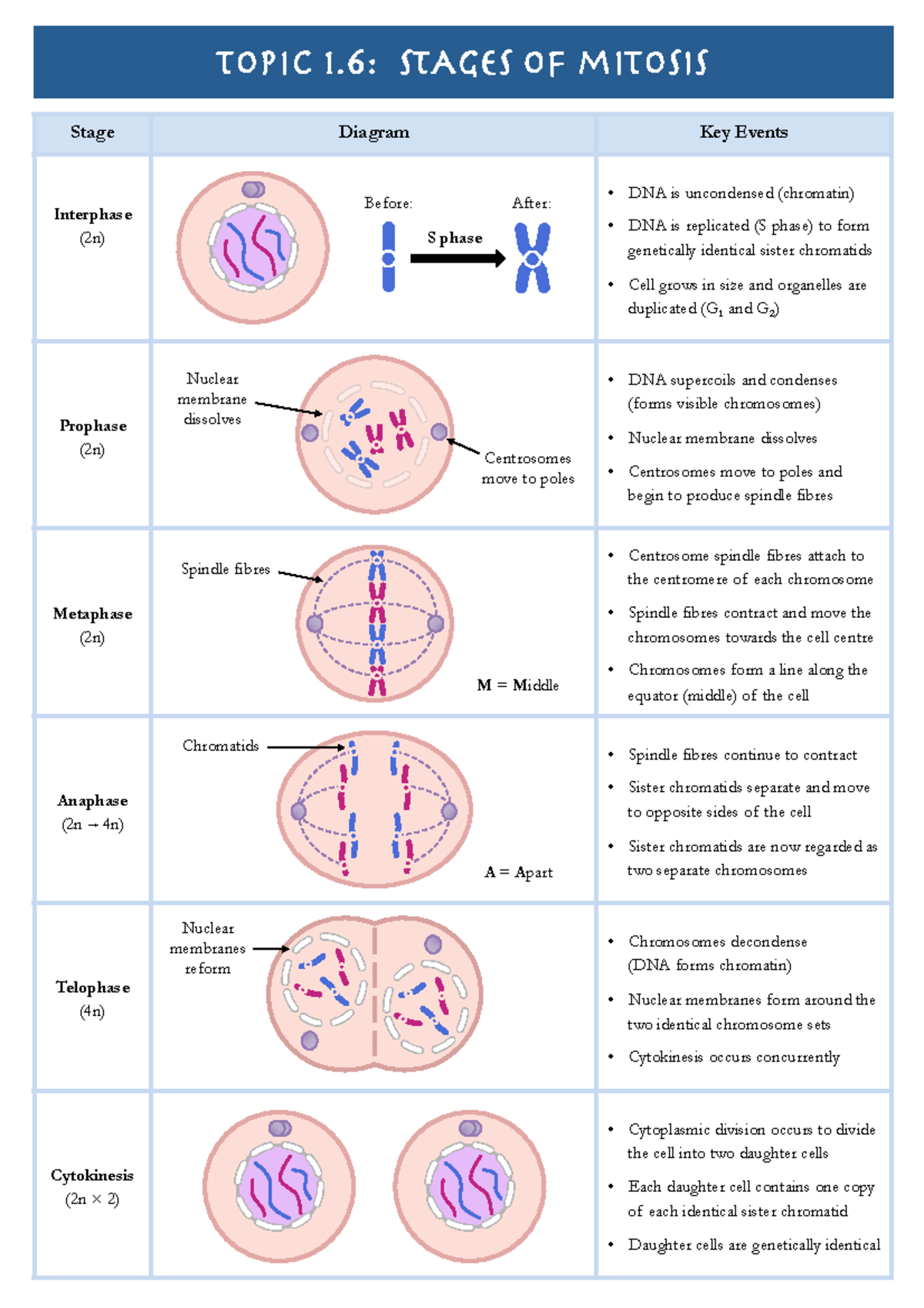 1.6 Stages of Mitosis - Topic 1: STAGES of miTosis Stage Diagram Key ...