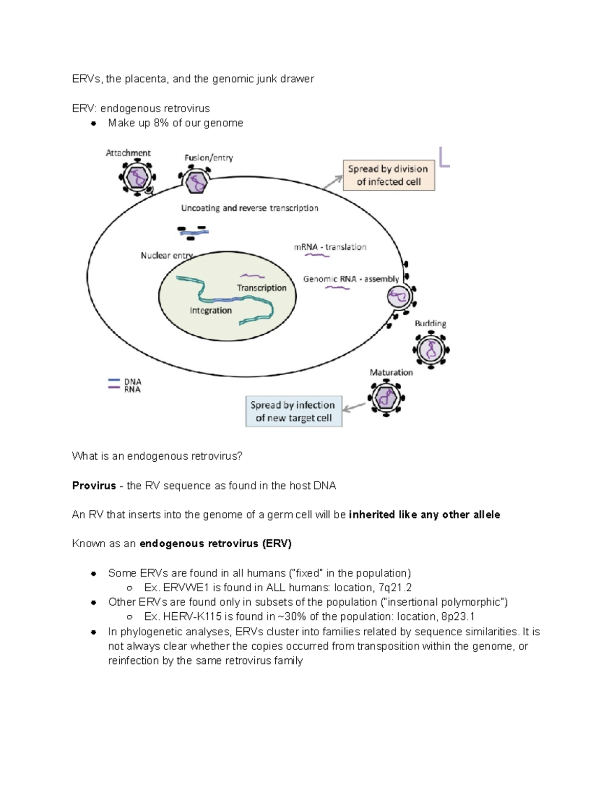 Endogenous Retrovirus Notes Part 1 - ERVs, The Placenta, And The ...