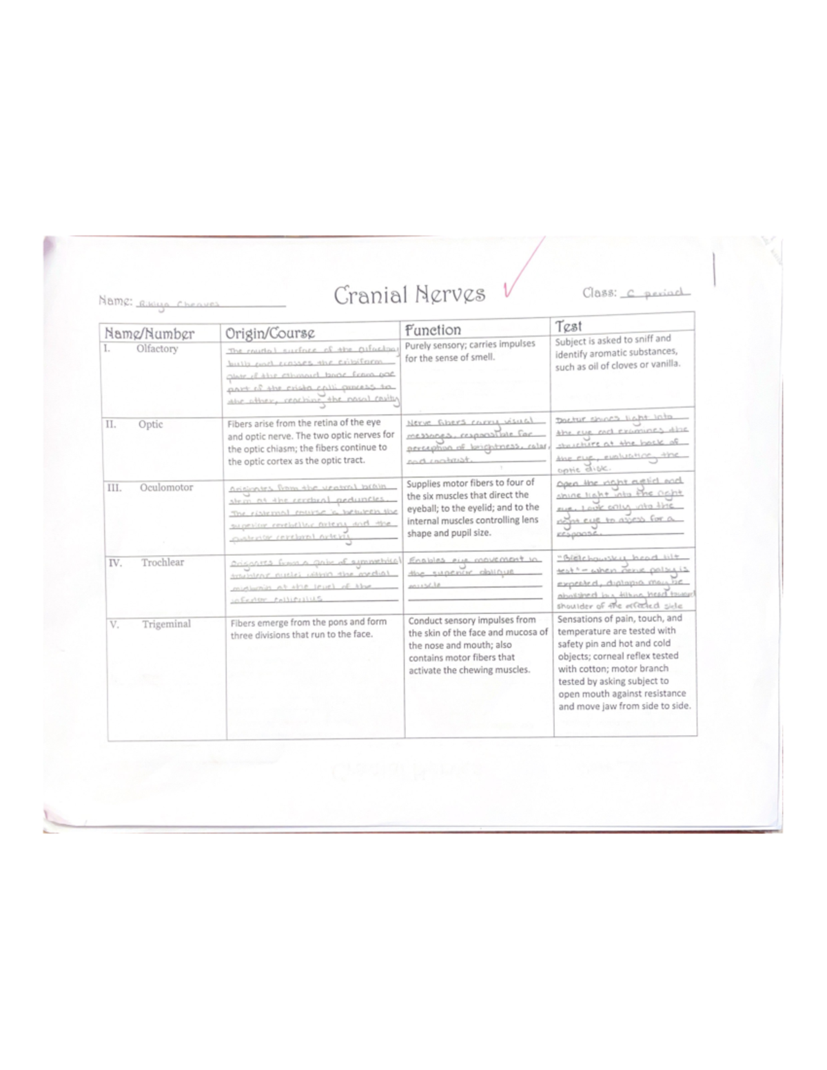 Cranial Nerves - Studocu