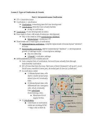 27- Erythrocytes - Detailed lecture notes on red blood cell structure ...